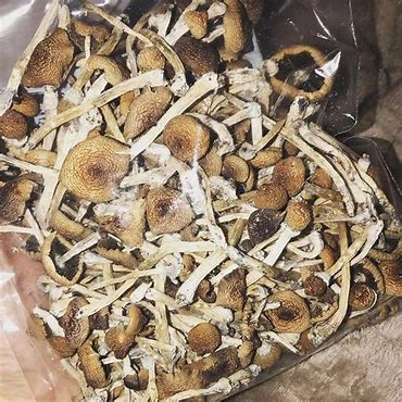 golden-teacher-mushrooms-au-1